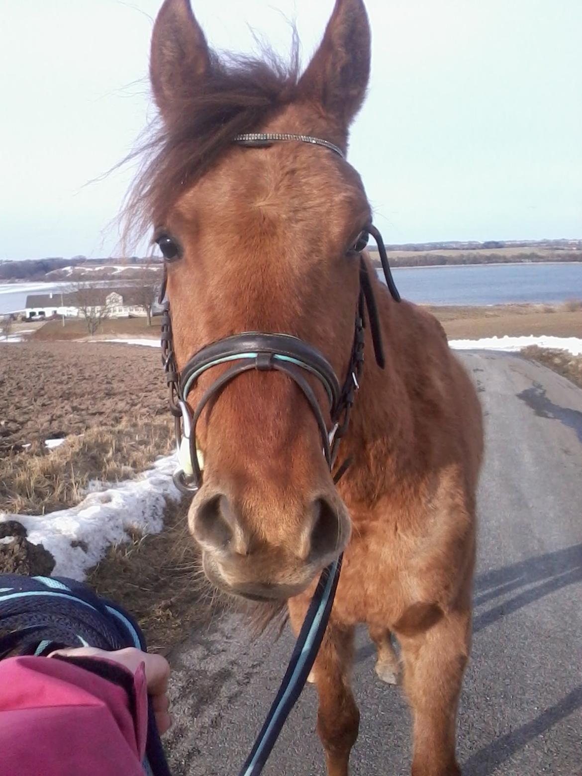 DSP Baily - Baily på tur billede 4