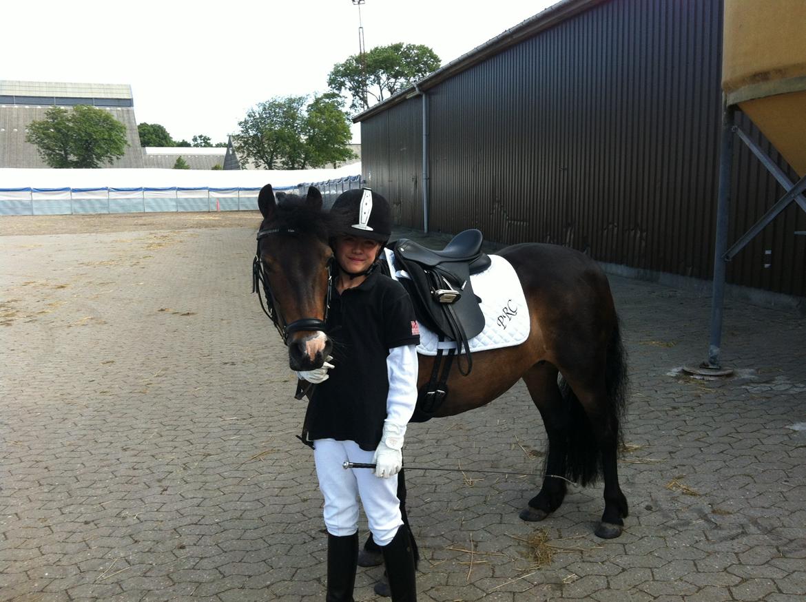 Dartmoor muehlenmoor sandrina<3 - på vilhelmsborg billede 14