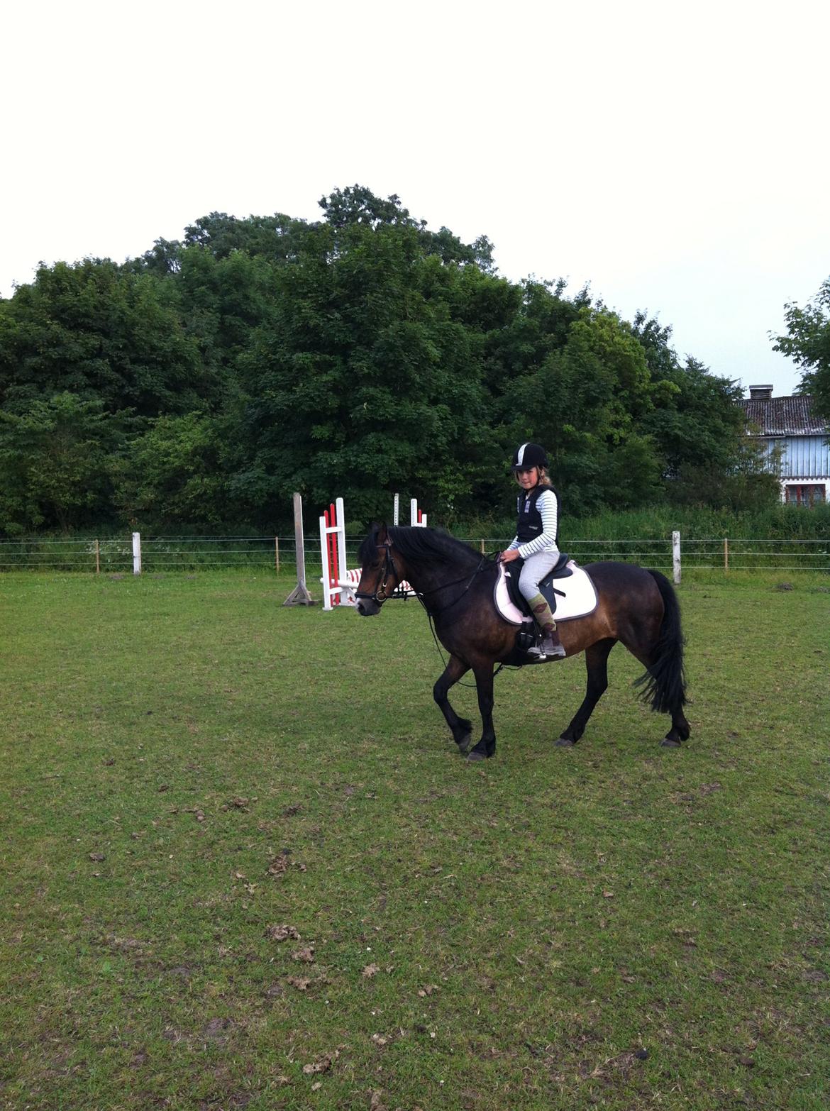 Dartmoor muehlenmoor sandrina<3 - til spring træning billede 15