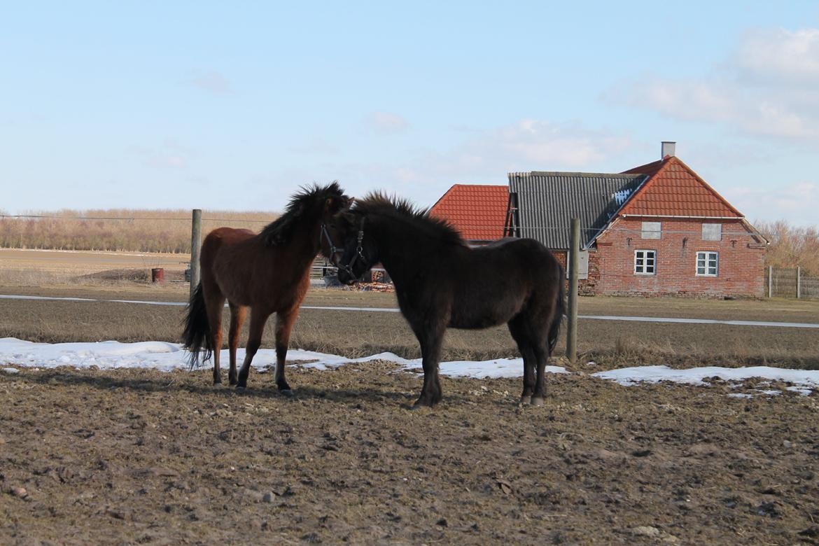 Islænder Hetja Fra Klitbo billede 8