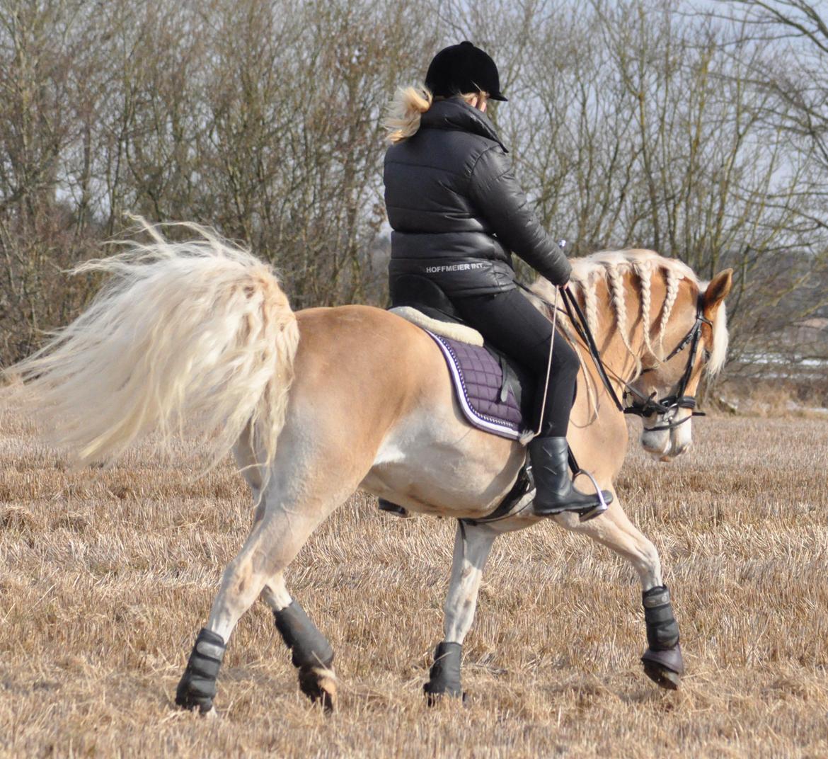 Haflinger LuLu Lakisha billede 25