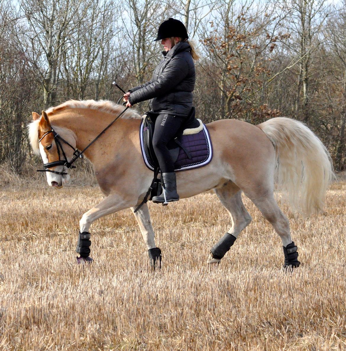 Haflinger LuLu Lakisha billede 13