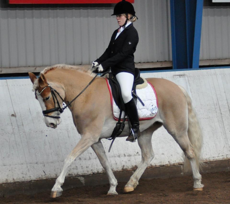 Haflinger LuLu Lakisha billede 27