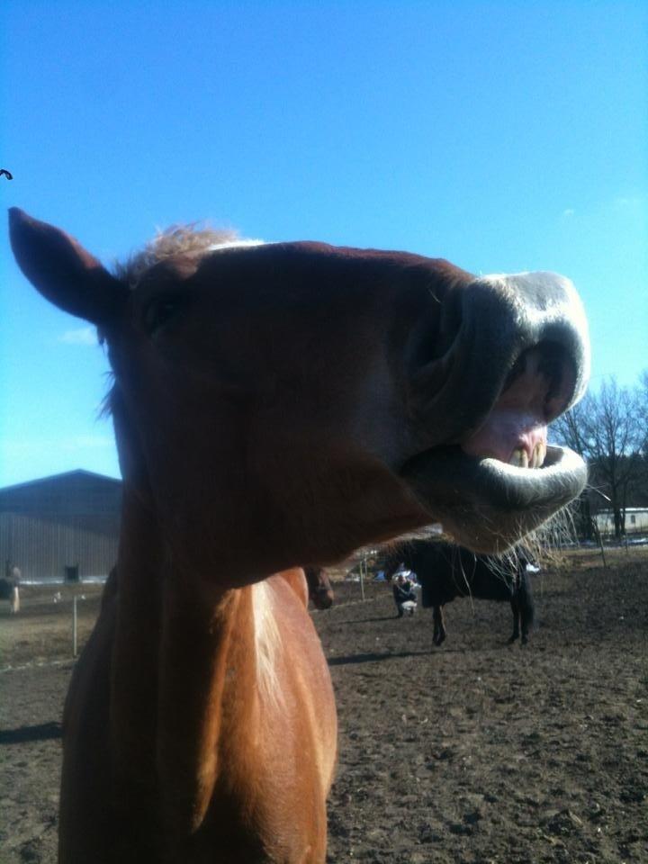 Frederiksborg | Ajaxander Jones (Ajax) billede 32