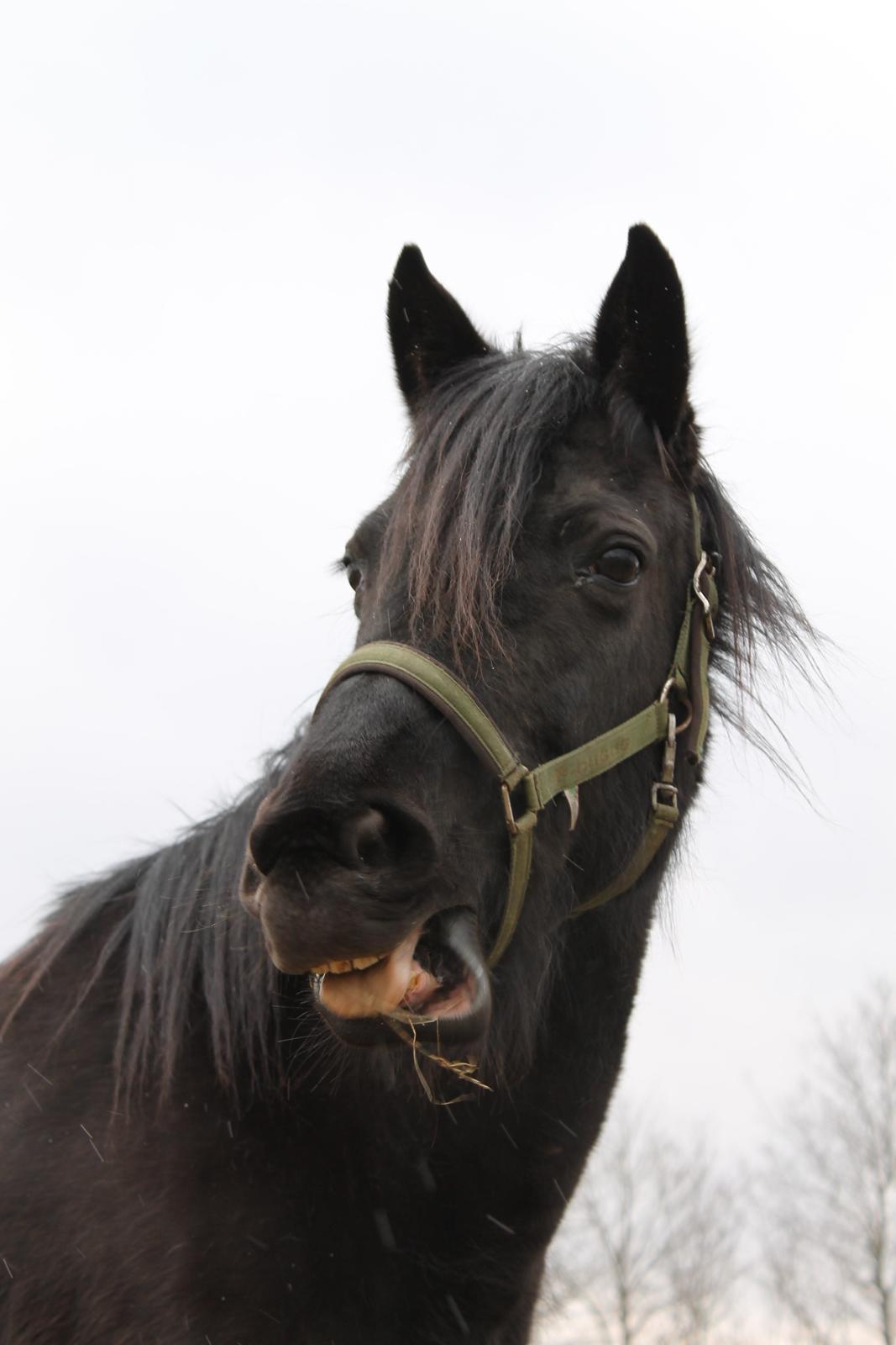 Traver Lucky - Den 29 marts 2013 billede 9