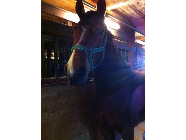 {{currentPhoto.altText}} billede {{currentPhoto.number}}