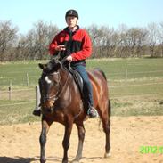 Dansk Varmblod Titan Lau