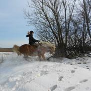 Haflinger Fritte