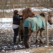 Anden særlig race Billie Jean