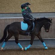 New Forest Rolighedens Pedro