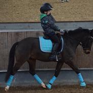 New Forest Rolighedens Pedro