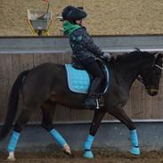 New Forest Rolighedens Pedro