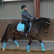 New Forest Rolighedens Pedro