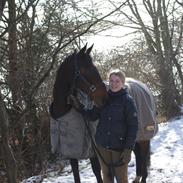 Dansk Varmblod Constantias Charlie