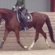 Anglo Araber (AA) Lee Light Crown