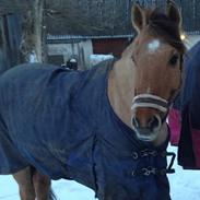 Anden særlig race Rendsborggårds Jonas