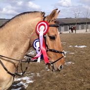 Anden særlig race Rendsborggårds Jonas