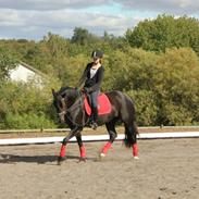 Welsh Cob (sec D) Haymo's Dream Of Mayflower (Joey)