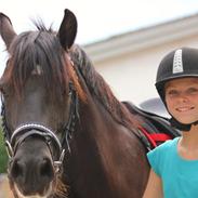 Welsh Cob (sec D) Haymo's Dream Of Mayflower (Joey)