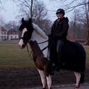 Pinto Painted Diamond