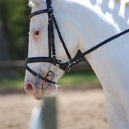 Connemara Mosedals Snowflake