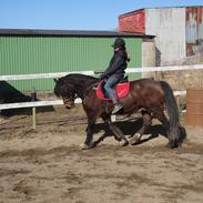 Welsh Cob (sec D) Stallone 