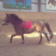 Dansk Varmblod pyrussander