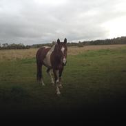 Pinto Mary Poppins ( MP )