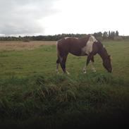 Pinto Mary Poppins ( MP )