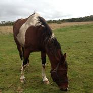 Pinto Mary Poppins ( MP )