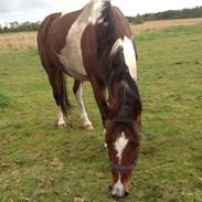 Pinto Mary Poppins ( MP )