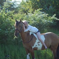 Pinto Klaus Dot Com Sepovinen