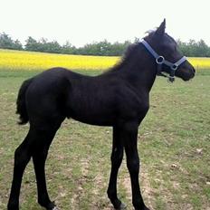 Welsh Mountain (sec A) Magic