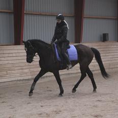 Trakehner Hertima De L