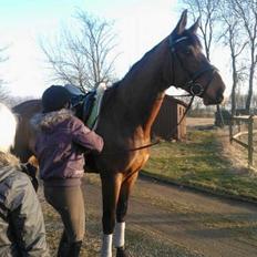 Dansk Varmblod Showmaster Landlyst