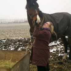Dansk Varmblod Showmaster Landlyst