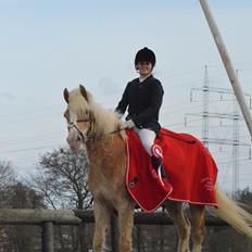 Haflinger Jupiter's bonanza <3