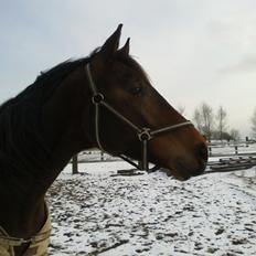 Dansk Varmblod Anton