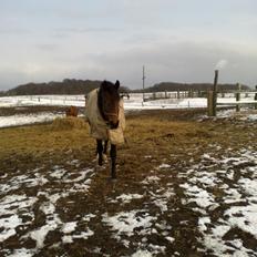 Dansk Varmblod Anton