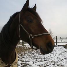 Dansk Varmblod Anton