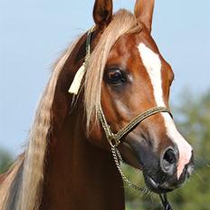 Arabisk fuldblod (OX) BS Enrico