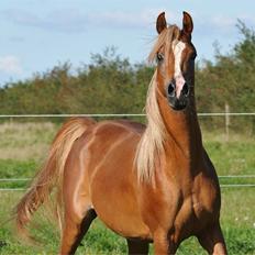 Arabisk fuldblod (OX) BS Enrico