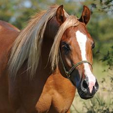 Arabisk fuldblod (OX) BS Enrico