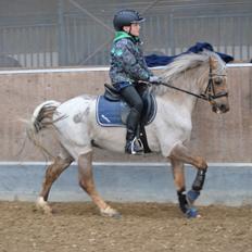 Welsh Pony (sec B) Låddenhøjs Medina