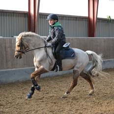 Welsh Pony (sec B) Låddenhøjs Medina