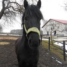 Frieser Jack Whiskey (Bassen <3)