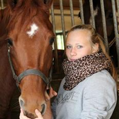 Dansk Varmblod Lady Mårsø