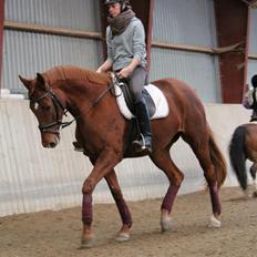 Dansk Varmblod Lady Mårsø