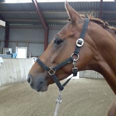 Dansk Varmblod Lady Mårsø