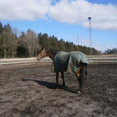 Dansk Varmblod Fanaldo
